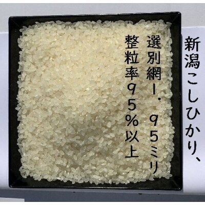 【令和8年産新米】 新潟県産 「従来こしひかり」 無洗米 5kg 
