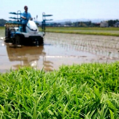 【令和8年産新米】 新潟県産 「従来こしひかり」 無洗米 26kg(8.7kg×3袋)