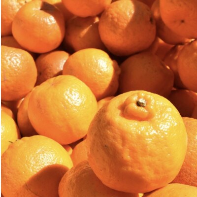 季節おすすめ　栄久ぽんかん　5kg(個数おまかせ)