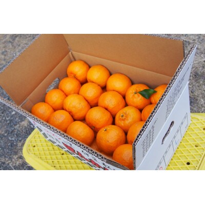 【家庭用】丸高農園の栄久ぽんかん 5kg