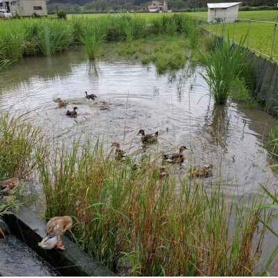 山芳園の天日干し 通年合鴨農法米 うるち米 白米 5kg