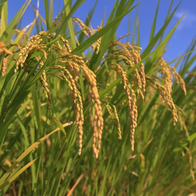 【令和7年産新米】栃木県産とちぎの星 精米5kg　栃木県共通返礼品・栃木県産
