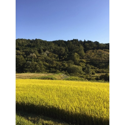 白川米コシヒカリ　5kg