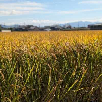 ひのひかり 玄米 10kg 奈良県 三宅町 ヒノヒカリ 堆肥 ミネラル栽培 志埜米穀店