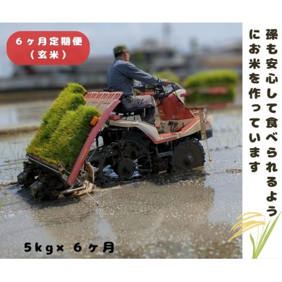 【6回定期便】ひのひかり 玄米 5kg×6回 全30kg 奈良県 三宅町 ヒノヒカリ 志埜米穀店