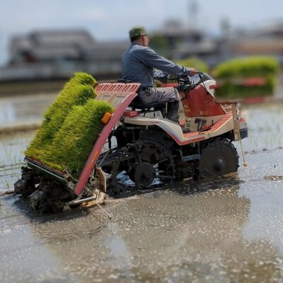 【6回定期便】ひのひかり 玄米 5kg×6回 全30kg 奈良県 三宅町 ヒノヒカリ 志埜米穀店