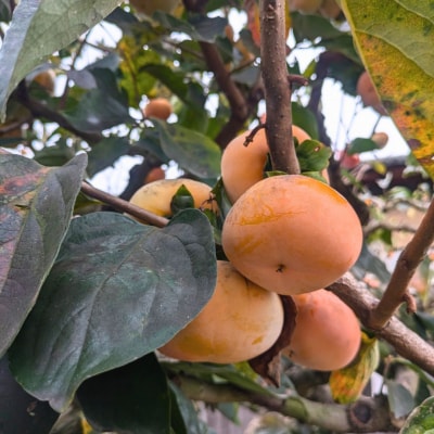 畑中さん の 富有柿 奈良県産 3kg 柿 ご家庭用 甘い 期間限定 果物 フルーツ ギフト