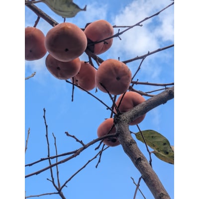 畑中さん の 富有柿 奈良県産 3kg 柿 ご家庭用 甘い 期間限定 果物 フルーツ ギフト