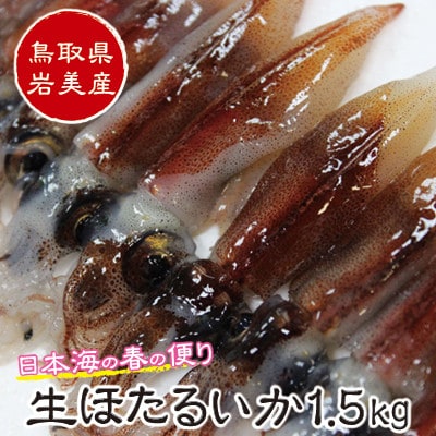 鳥取県岩美産　生ほたるいか1.5kg(250g×6パック)