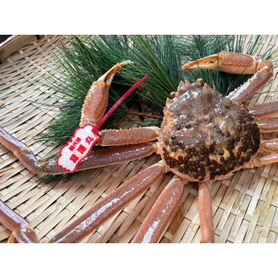 鳥取県網代産　松葉がに(ブランドタグ付き)500g以上(生)