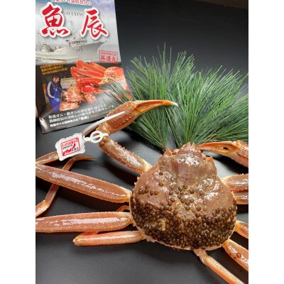 鳥取県網代産　松葉がに(1～2本足折れ)500g以上(生)