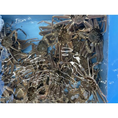 鳥取県網代産　訳あり松葉がに1kgセット