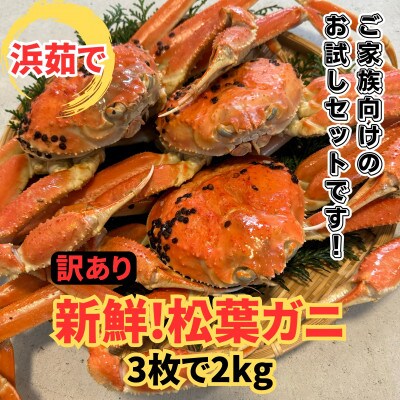 鳥取網代港【訳あり】浜茹で!松葉ガニ2kgセット【さかなや新鮮組】