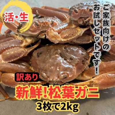 鳥取網代港【訳あり】活!松葉ガニ2kgセット【さかなや新鮮組】