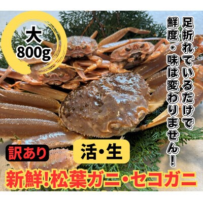 鳥取網代港【訳あり】活!松葉ガニ・セコガニセット(大)【さかなや新鮮組】