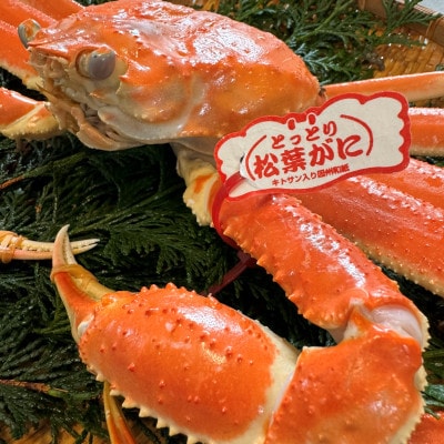 鳥取網代港【ブランドタグ付】浜茹で!極上松葉ガニ(大)800g【さかなや新鮮組】