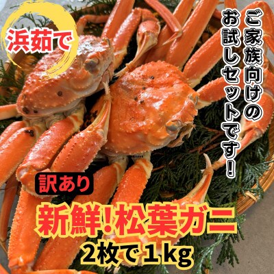 鳥取網代港【訳あり】浜茹で!松葉ガニ1kgセット【さかなや新鮮組】