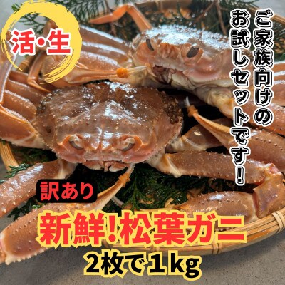 鳥取網代港【訳あり】活!松葉ガニ1kgセット【さかなや新鮮組】
