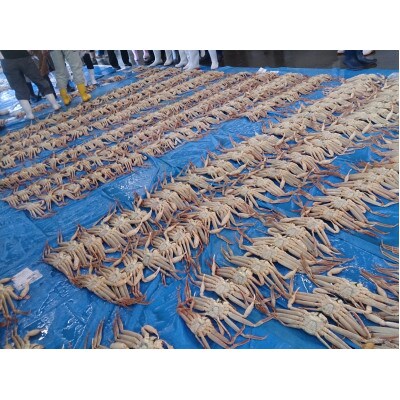 鳥取網代港【訳あり】浜茹で!極上松葉ガニ1枚(900g以上)【さかなや新鮮組】