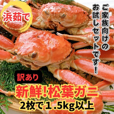 鳥取網代港【訳あり】浜茹で!極上松葉ガニ1.5kgセット【さかなや新鮮組】