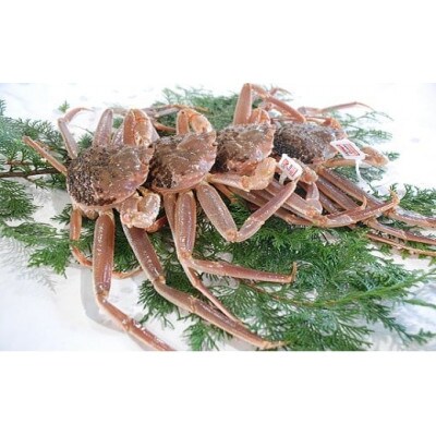 訳あり生松葉ガニ 約1.5kg 1～2本落ち 鳥取県岩美町産