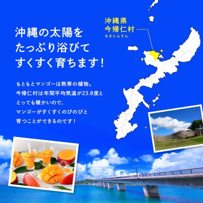 【先行受付・2025年6～8月頃順次発送】今帰仁村産アーウィンマンゴー訳あり1.5kg