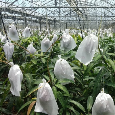 【先行受付・2026年6月から順次発送・特選】喜屋武農園のアーウィンマンゴー2kg(4～5玉)