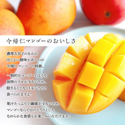 今帰仁マンゴー特選2kg【先行予約】【2023年6月~8月頃発送】生産者直送