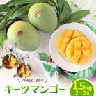 【2026年9月から順次発送・家庭用】山城フルーツ園の幻キーツマンゴー1.5kg(2～3玉)