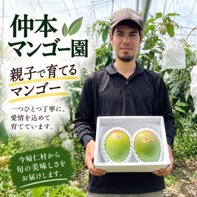【2026年8月下旬から順次発送】仲本マンゴー園の幻のキーツマンゴー1.5kg(2～3玉)
