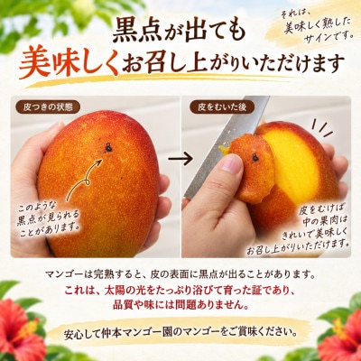 【2027年6月下旬から順次発送・特選】仲本マンゴー園のアーウィンマンゴー2kg(4～5玉)