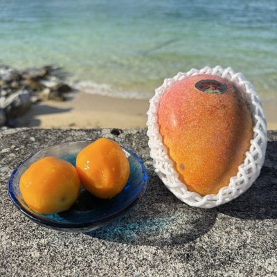 【数量限定・瞬間冷凍】仲本マンゴー園の完熟ミニマンゴー300g～400g×3袋