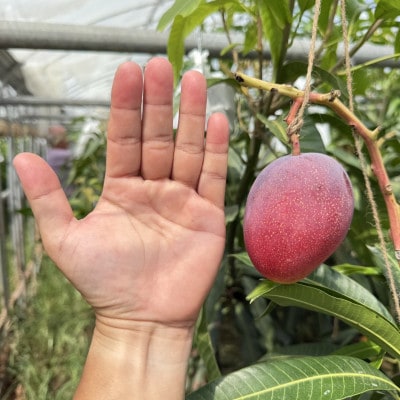 【数量限定・瞬間冷凍】仲本マンゴー園の完熟ミニマンゴー300g～400g×3袋