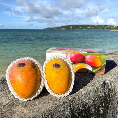 【2026年7月から順次発送・数量限定】仲本マンゴー園の希少品種の夏小紅1kg(2～3玉)