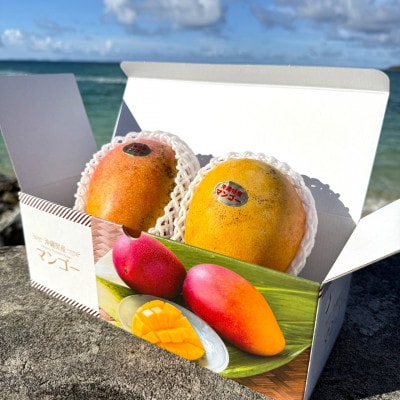 【2026年7月から順次発送・数量限定】仲本マンゴー園の希少品種の夏小紅1kg(2～3玉)