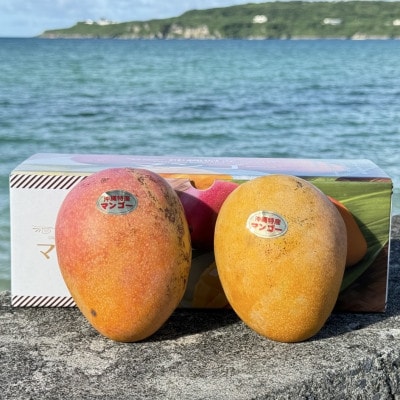 【2026年7月から順次発送・数量限定】仲本マンゴー園の希少品種の夏小紅1kg(2～3玉)