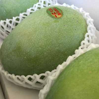 【先行受付・2026年8月から順次発送・家庭用】仲本マンゴー園の幻のキーツマンゴー1kg(1～2玉)