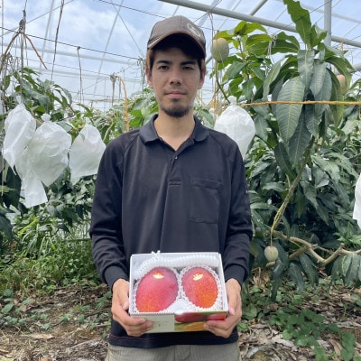 【2026年6月末から順次発送・訳あり】仲本マンゴー園のアーウィンマンゴー1kg(2～4玉)