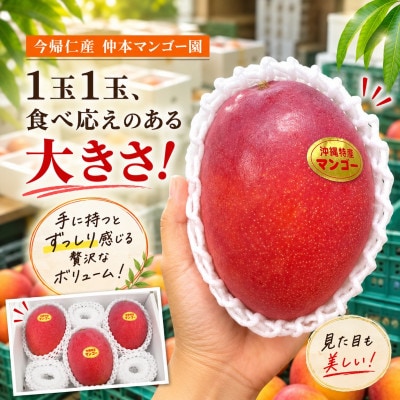 【2026年7月下旬から順次発送・贈答用】仲本マンゴー園の大玉アーウィンマンゴー2kg(3玉)