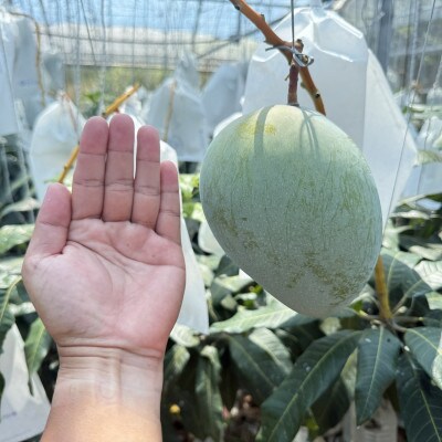 【2026年8月下旬から順次発送・家庭用】みなとばる農園の幻のキーツマンゴー2.0kg(2～3玉)