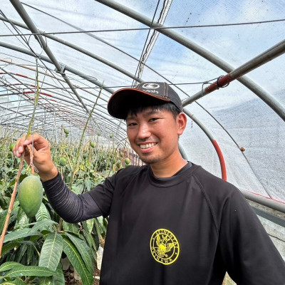 【2026年8月下旬から順次発送・家庭用】みなとばる農園の幻のキーツマンゴー2.0kg(2～3玉)