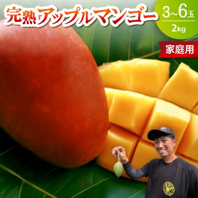 【2026年6月下旬から順次発送・家庭用】みなとばる農園の完熟アップルマンゴー2kg(3～6玉)