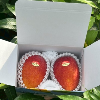 【2026年6月下旬から順次発送・贈答用】みなとばる農園の完熟アップルマンゴー1kg(2～3玉)