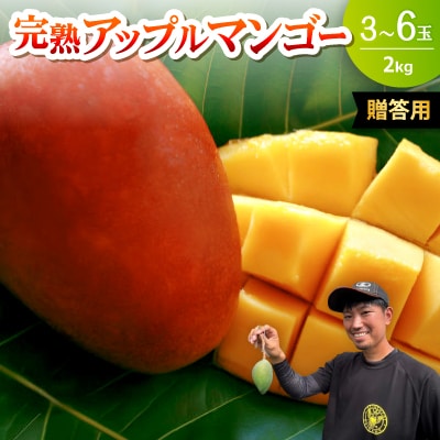 【2026年6月下旬から順次発送・贈答用】みなとばる農園の完熟アップルマンゴー2kg(3～6玉)