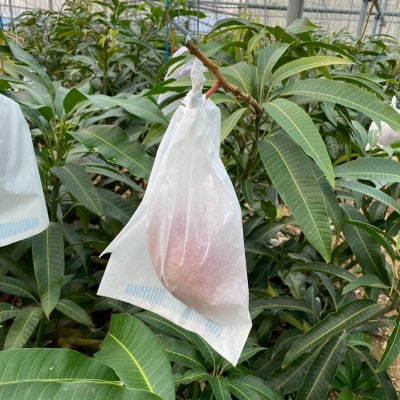 【2026年6月下旬から順次発送・贈答用】みなとばる農園の完熟アップルマンゴー2kg(3～6玉)