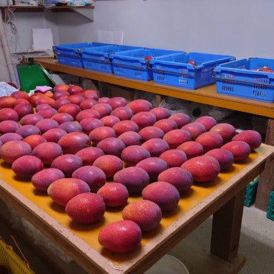 【2026年6月から順次発送・贈答用】やんばるフルーツ園のアーウィンマンゴー1.5kg(4～5玉)