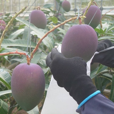 【2026年6月から順次発送・贈答用】やんばるフルーツ園のアーウィンマンゴー1.5kg(4～5玉)