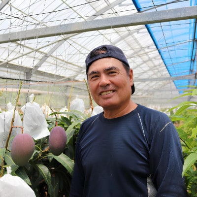 【2026年6月から順次発送・贈答用】やんばるフルーツ園のアーウィンマンゴー1.5kg(4～5玉)