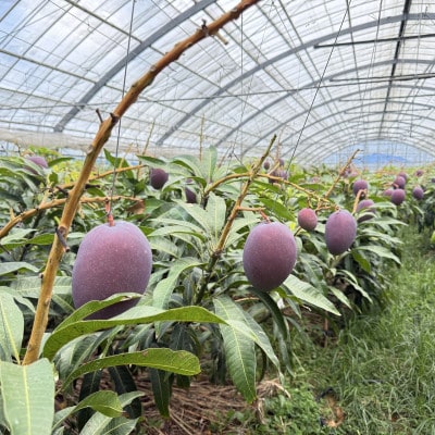 【先行受付・2026年7月から順次発送・家庭用】糸洲農園のアーウィンマンゴー1kg(2～3玉)