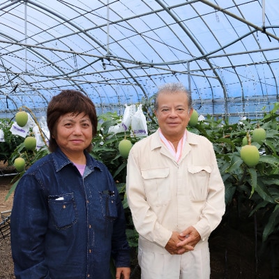 【先行受付・2026年7月から順次発送・家庭用】糸洲農園のアーウィンマンゴー1kg(2～3玉)